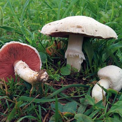 Agaricus campestris