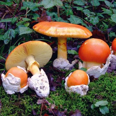 Amanita caesarea