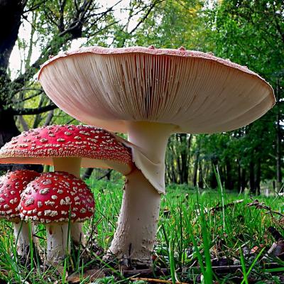 Amanita muscaria