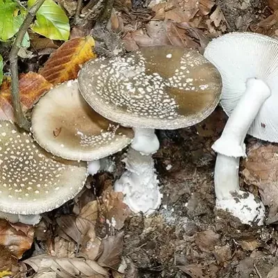 Amanita pantherina