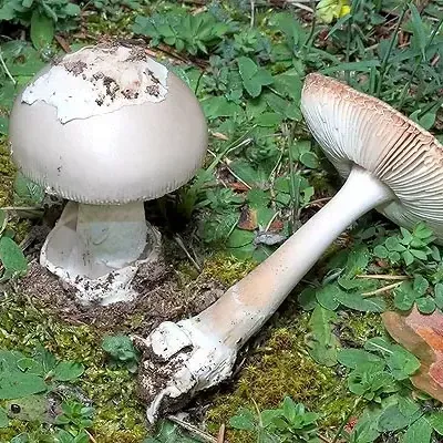 Amanita vaginata