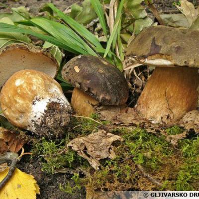 Boletus aereus