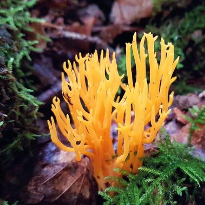 Calocera viscosa