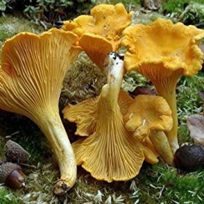 Cantharellus cibarius