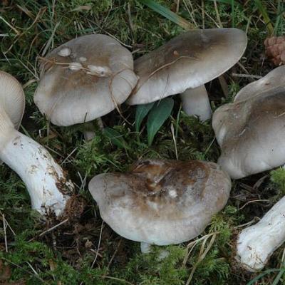 Clitocybe nebularis