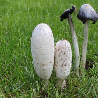 Coprinus comatus