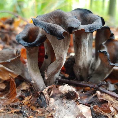 Craterellus cornucopioides