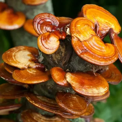 Ganoderma lucidum