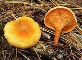 Hygrophoropsis aurantiaca