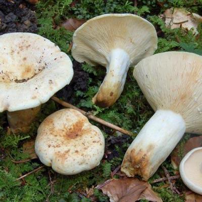 Lactarius piperatus