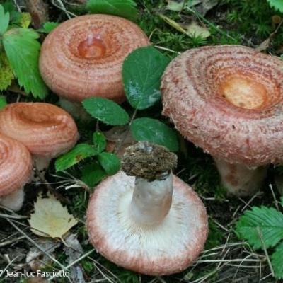 Lactarius torminosus