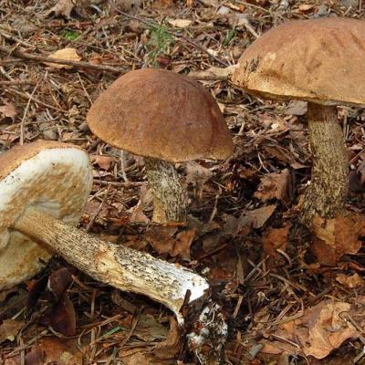 Leccinum scabrum