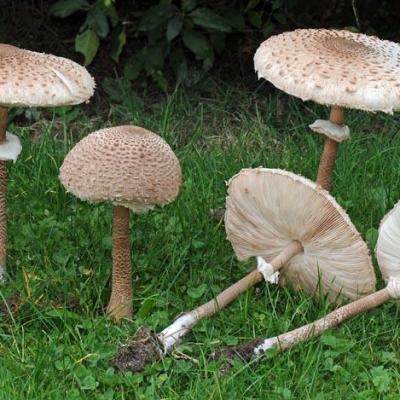 Macrolepiota procera