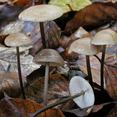 Marasmius alliaceus