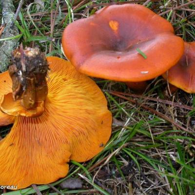 Omphalotus olearius