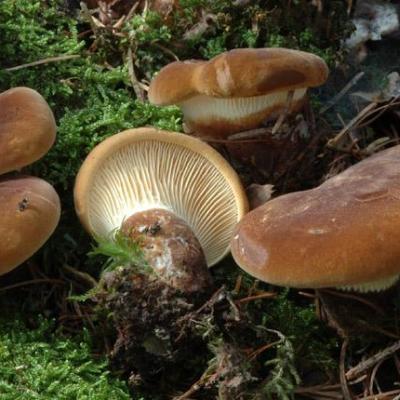 Paxillus atrotomentosus