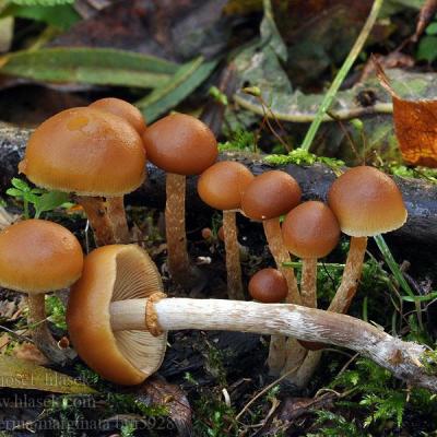 Pholiota marginata