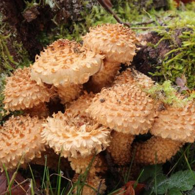 Pholiota sqarrosa