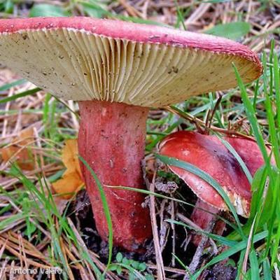 Russula sanguinaria