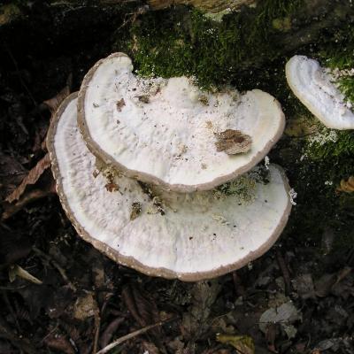 Trametes gibbosa