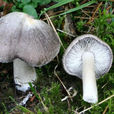 Tricholoma terreum